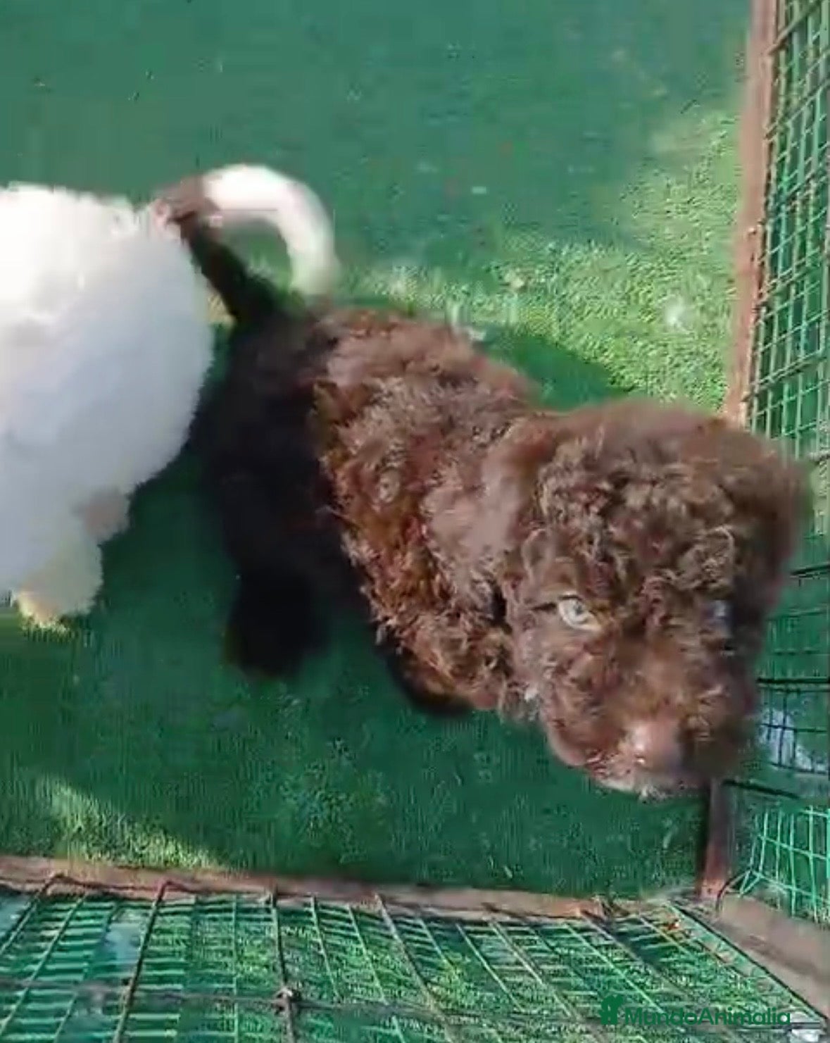 Perro de Agua Español perros Preciosos cachorros perro de agua - Anuncio 3