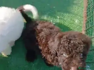 Perro de Agua Español perros Preciosos cachorros perro de agua - Anuncio 3