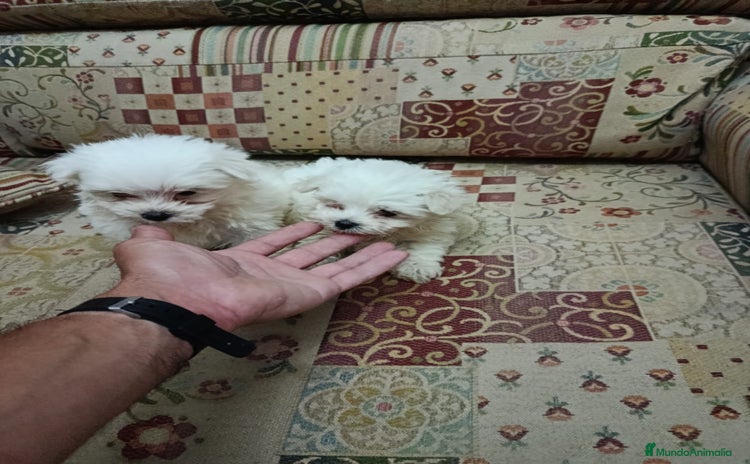 Bichón Maltés perros - Propaganda 1