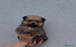 Pomerania perros en venta: Pomerania cachorros - Imagen 5
