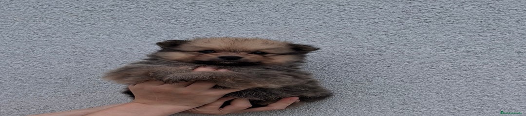 Pomerania hembra gris