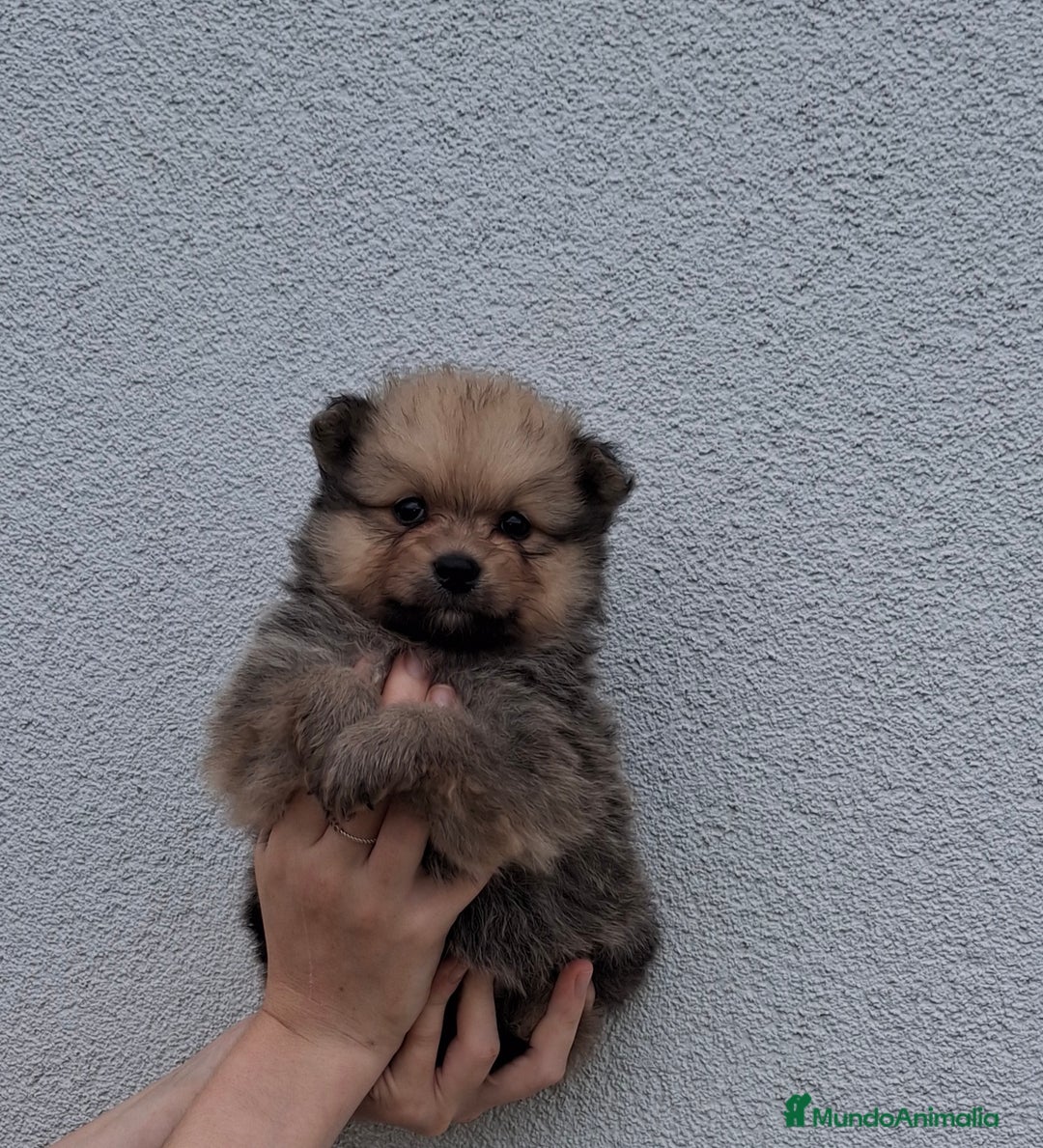 Pomerania perros en venta: Pomerania cachorros - Imagen 5