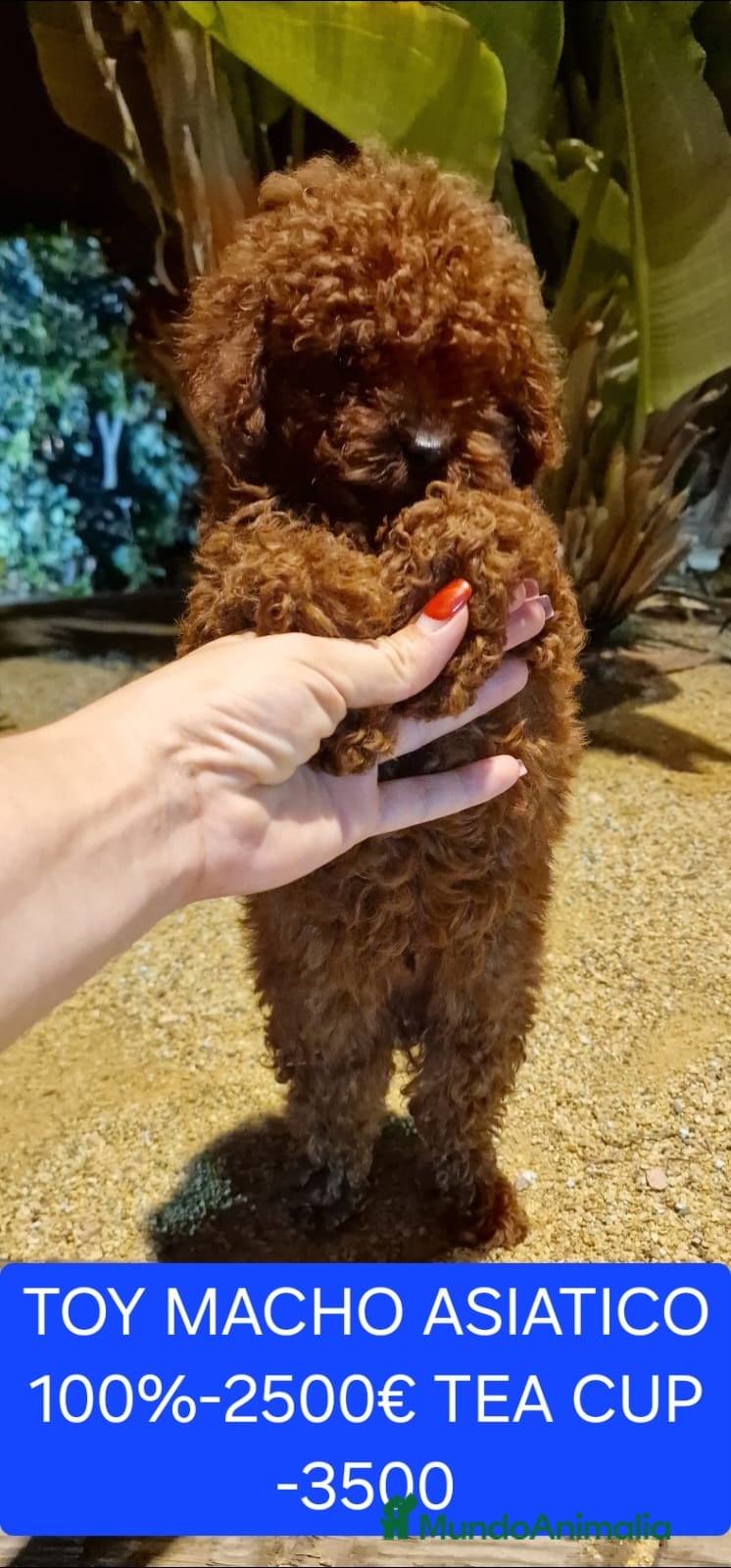 Caniche Toy perros Cachorros caniche toy - Anuncio 22