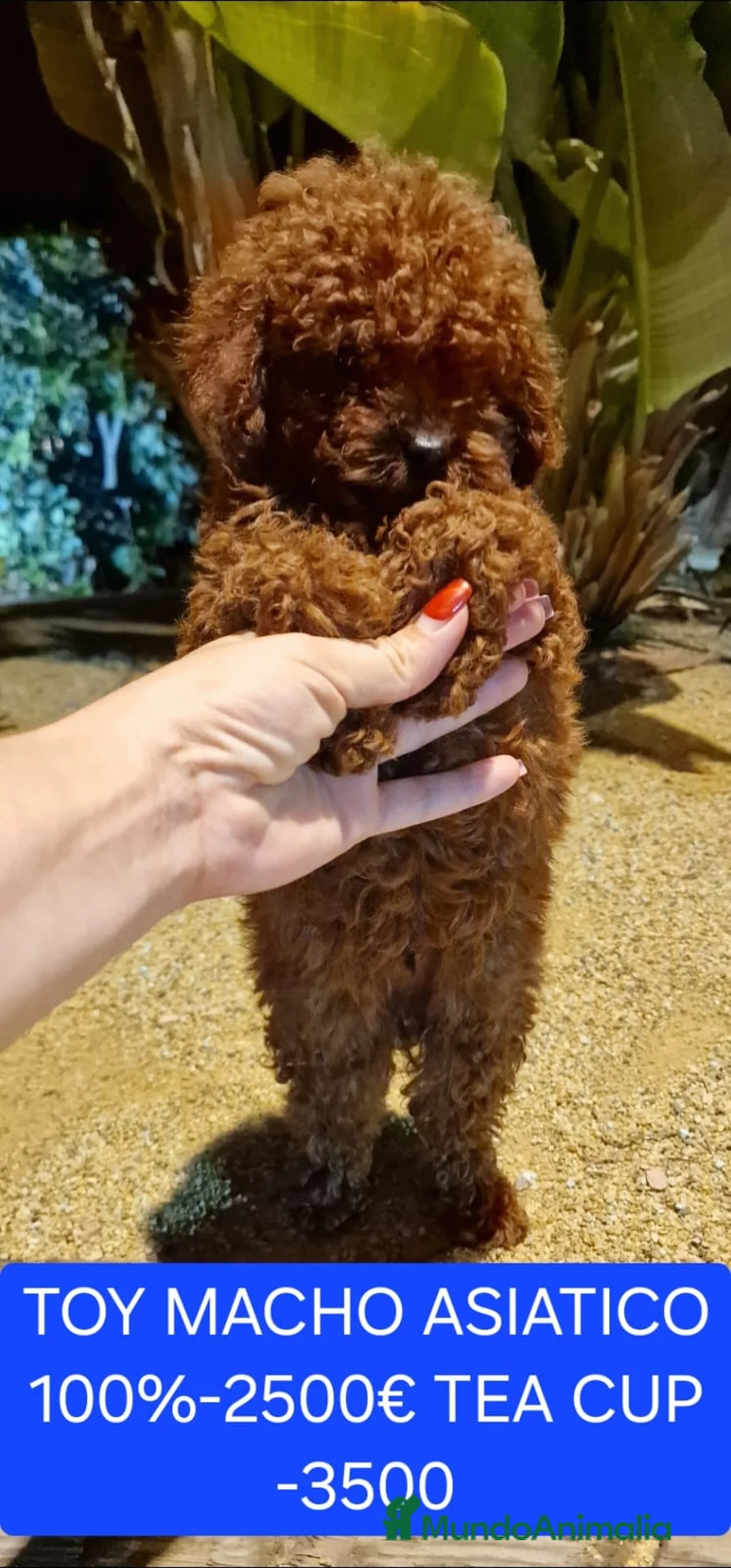 Caniche Toy perros en venta: Cachorros caniche toy - Anuncio 1