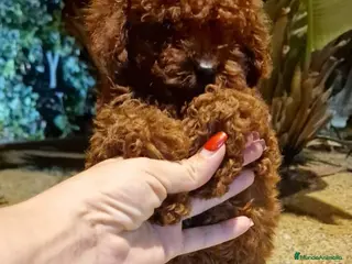 Caniche Toy perros Cachorros caniche toy - Anuncio 22