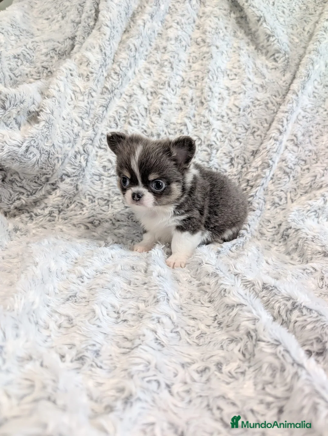 Chihuahua perros en venta: Chihuahua Toy cabeza de manzana  - Anuncio 5