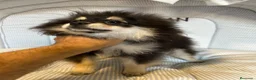 Pomerania perros en venta: CACHORRO POMERANIA - Anuncio 5