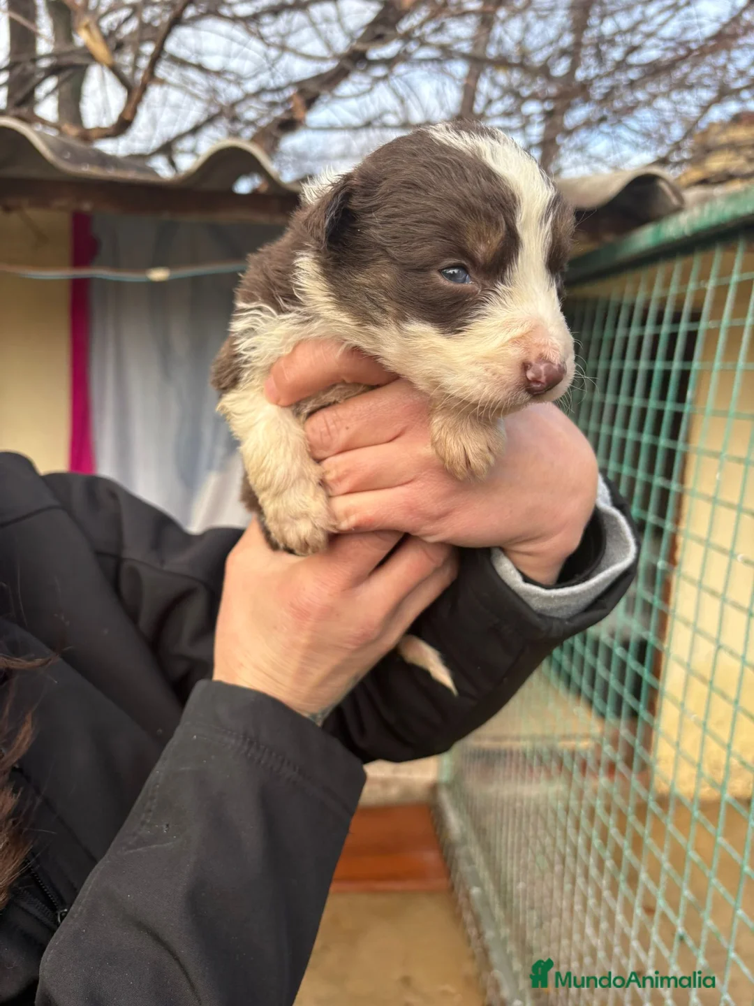 Border Collie perros en venta: Cachorro de Border Collie hembra chocolate  - Anuncio 9