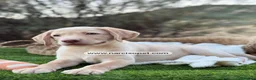 Labrador Retriever perros en venta: LABRADOR MACHO - Anuncio 3