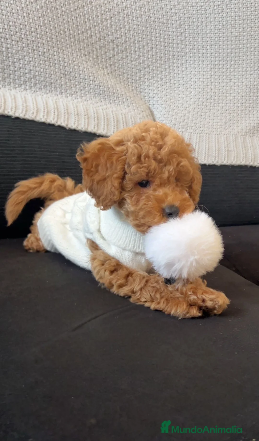 Caniche Toy perros en venta: caniche  - Anuncio 5