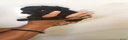 Caniche Toy perros en venta: Preciosos caniches negros🐶🐾🔥 en Córdoba - Anuncio 2