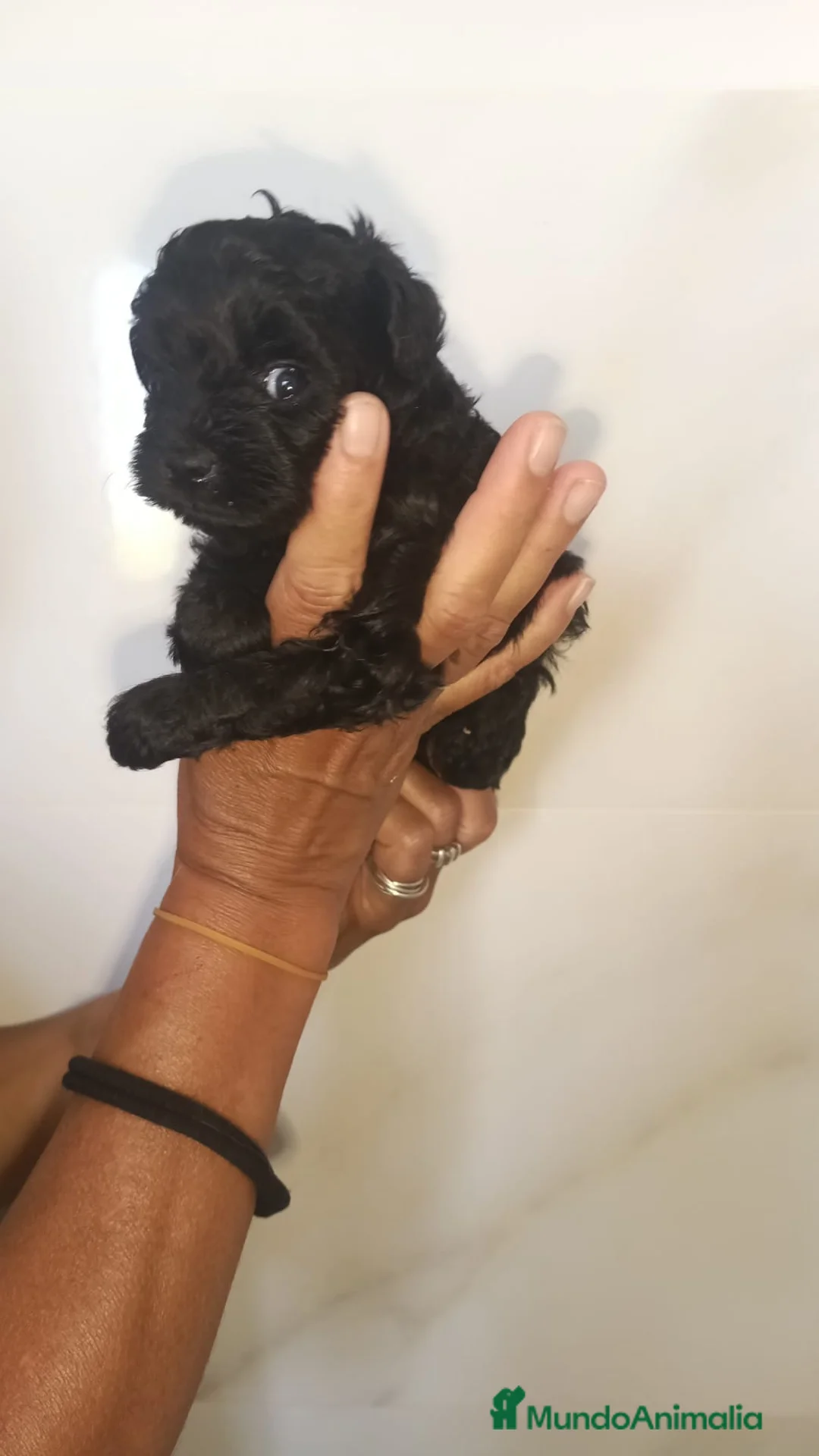 Caniche Toy perros en venta: Preciosos caniches negros🐶🐾🔥 en Córdoba - Anuncio 2