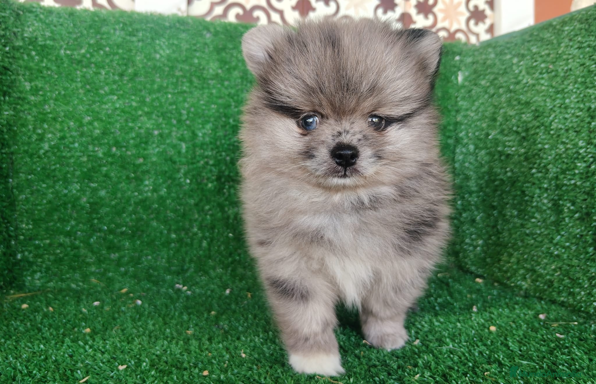 Pomerania perros pomerania - Anuncio 1