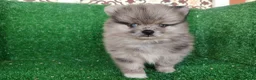 Pomerania perros en venta: pomerania - Anuncio 1
