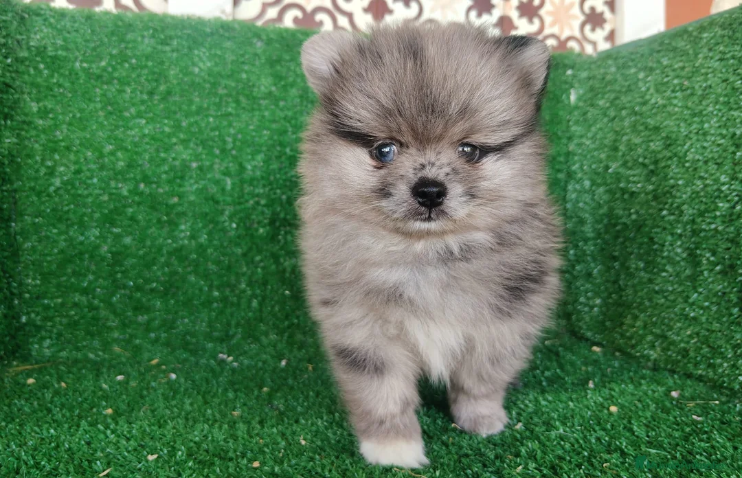 Pomerania perros en venta: pomerania - Anuncio 1