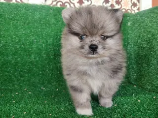 Pomerania perros pomerania - Anuncio 1