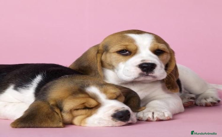 Beagle perros - Anuncio 1