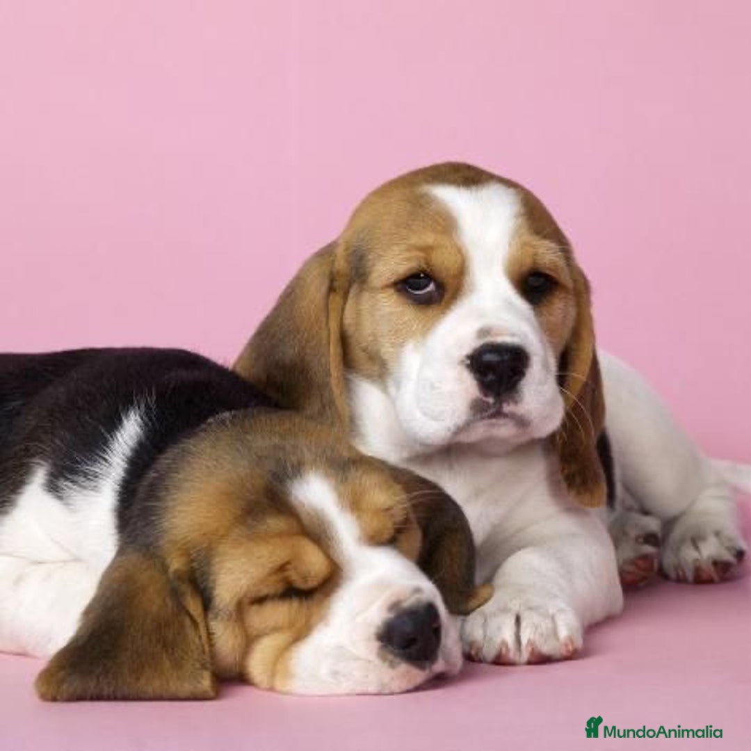 Beagle perros en venta: Beagle Puppy buscando un hogar lleno de amor 🐾 - Imagen 1