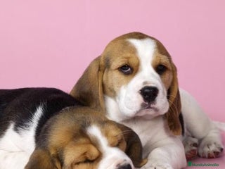 Beagle perros - Anuncio 14