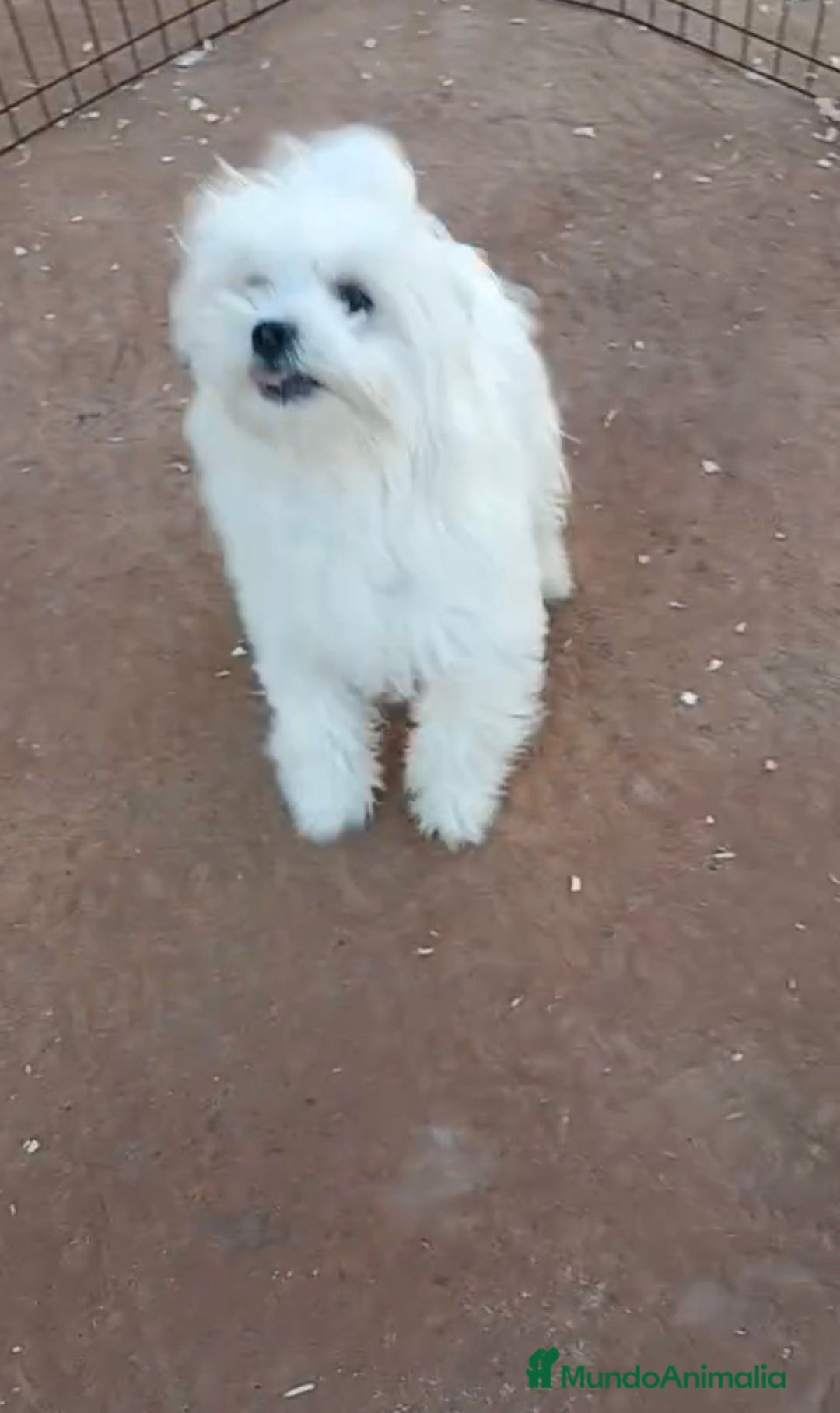 Bichón Maltés perros en venta: Bichon maltés 6 meses  - Anuncio 1