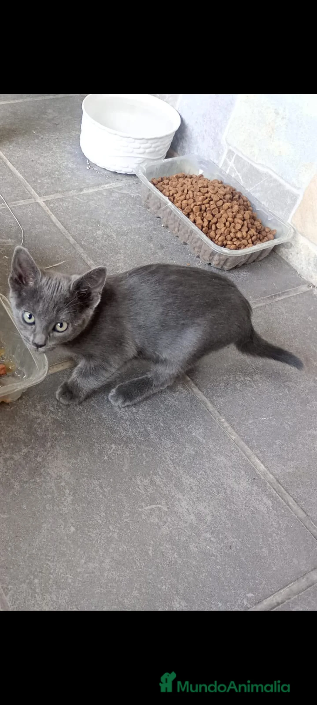Azul Ruso gatos en venta: Azul Ruso - Anuncio 2