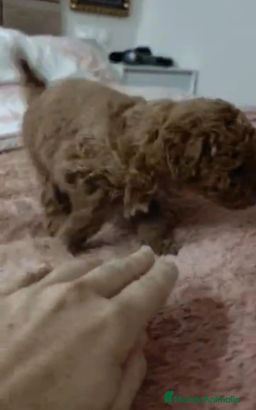 Caniche Toy perros en venta: Caniche toy  - Anuncio 10