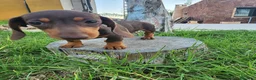 Teckel perros en venta: Teckel kanichen precio real. - Anuncio 6
