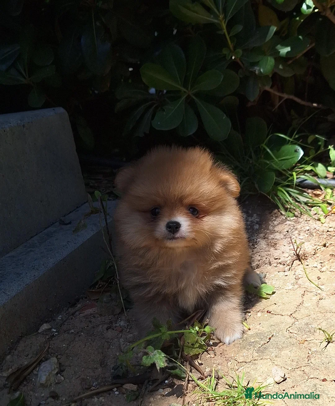 Pomerania perros en venta: Pomerania  - Anuncio 4