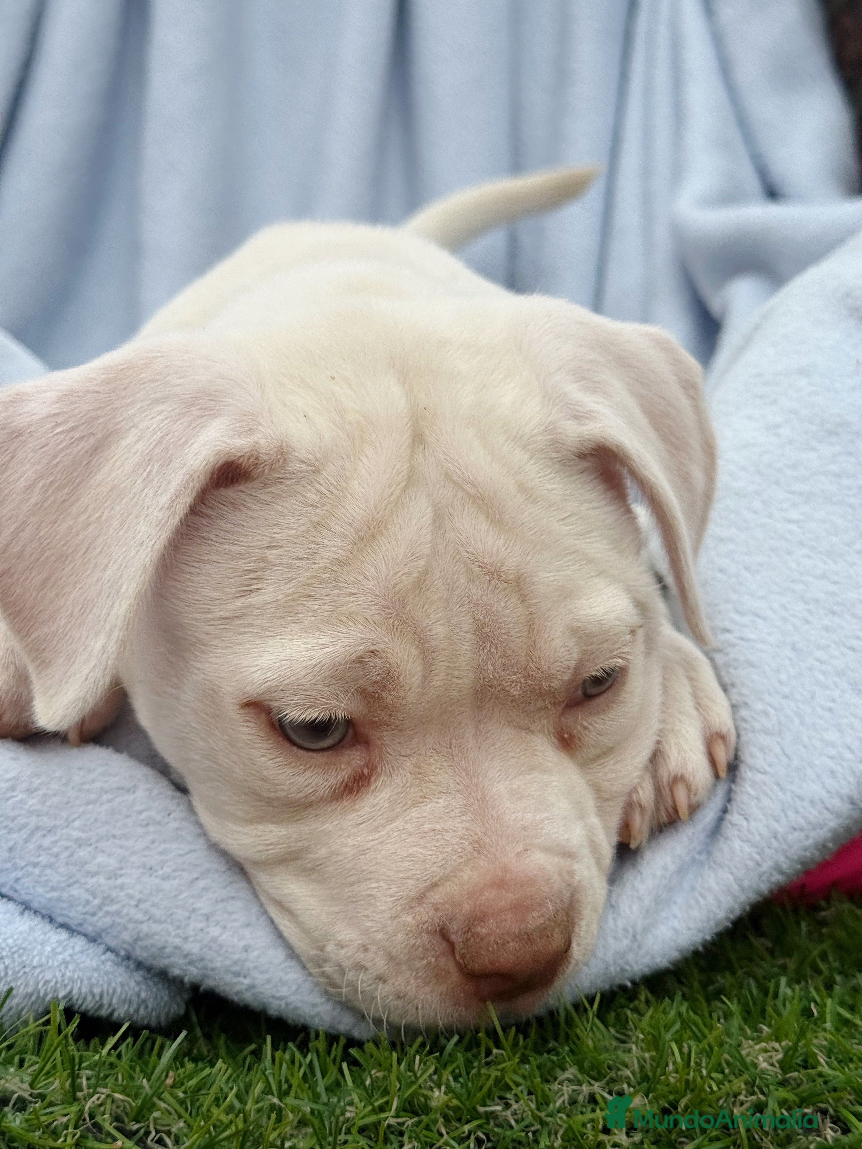 American Staffordshire-Terrier perros Hembras American Stafford Blanca’s  - Anuncio 2