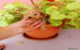 Caniche Toy perros en venta: Caniche tacita de té - Imagen 4