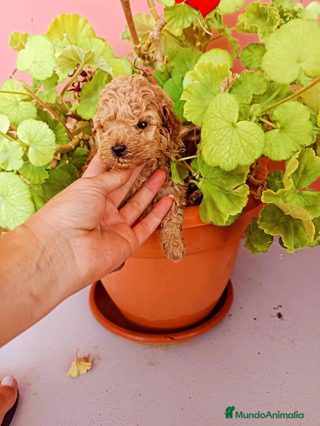 Caniche Toy perros en venta: Caniche tacita de té - Imagen 4