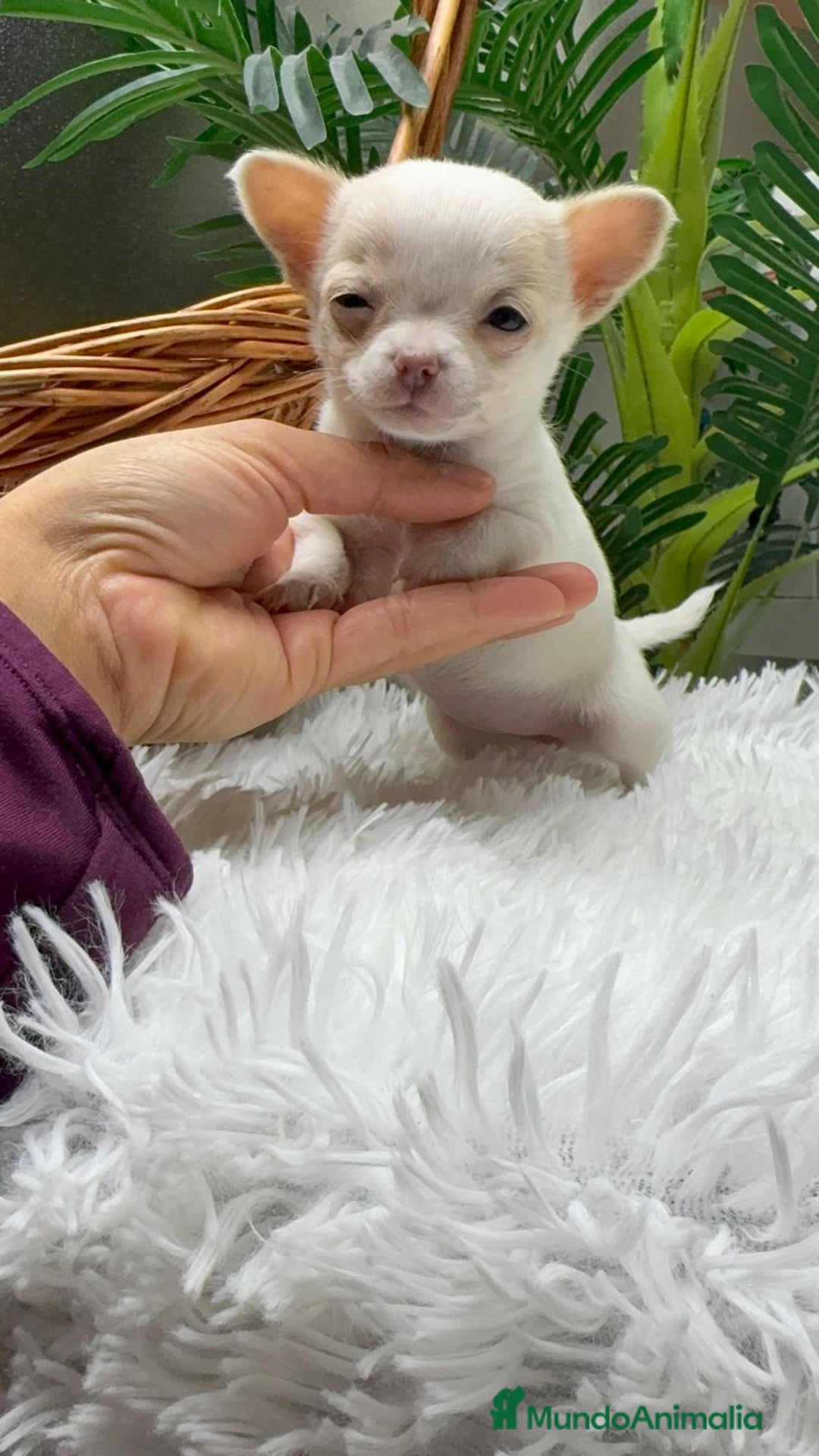 Chihuahua perros en venta: CHIHUAHUA HEMBRA - Anuncio 17