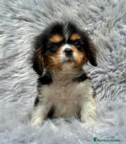Cavalier King Charles Spaniel perros en Barcelona - Anuncio 9