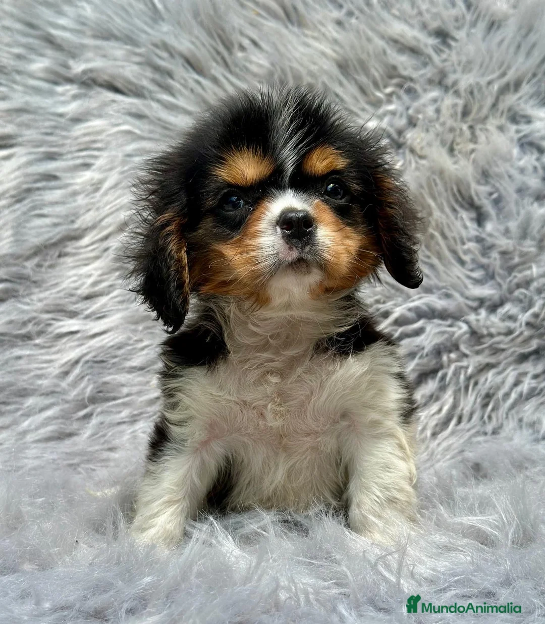 Cavalier King Charles Spaniel perros en venta: HERMOSO CAVALIER TRICOLOR MACHO en Barcelona - Anuncio 1