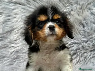 Cavalier King Charles Spaniel perros HERMOSO CAVALIER TRICOLOR MACHO en Barcelona - Anuncio 6