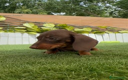 Teckel perros en venta: TECKEL HEMBRA CHOCOLATE MINIATURA  - Imagen 3