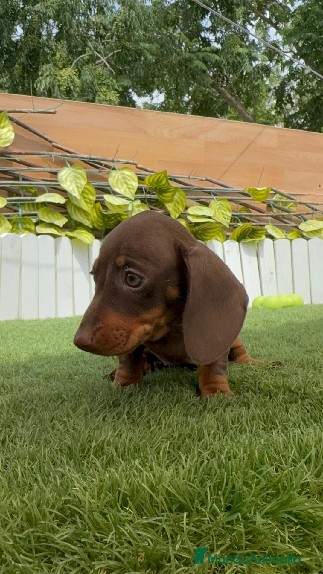 Teckel perros en venta: TECKEL HEMBRA CHOCOLATE MINIATURA  - Imagen 3
