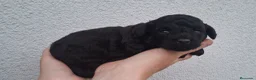 Caniche Toy perros en venta: Caniche toy negro - Anuncio 4