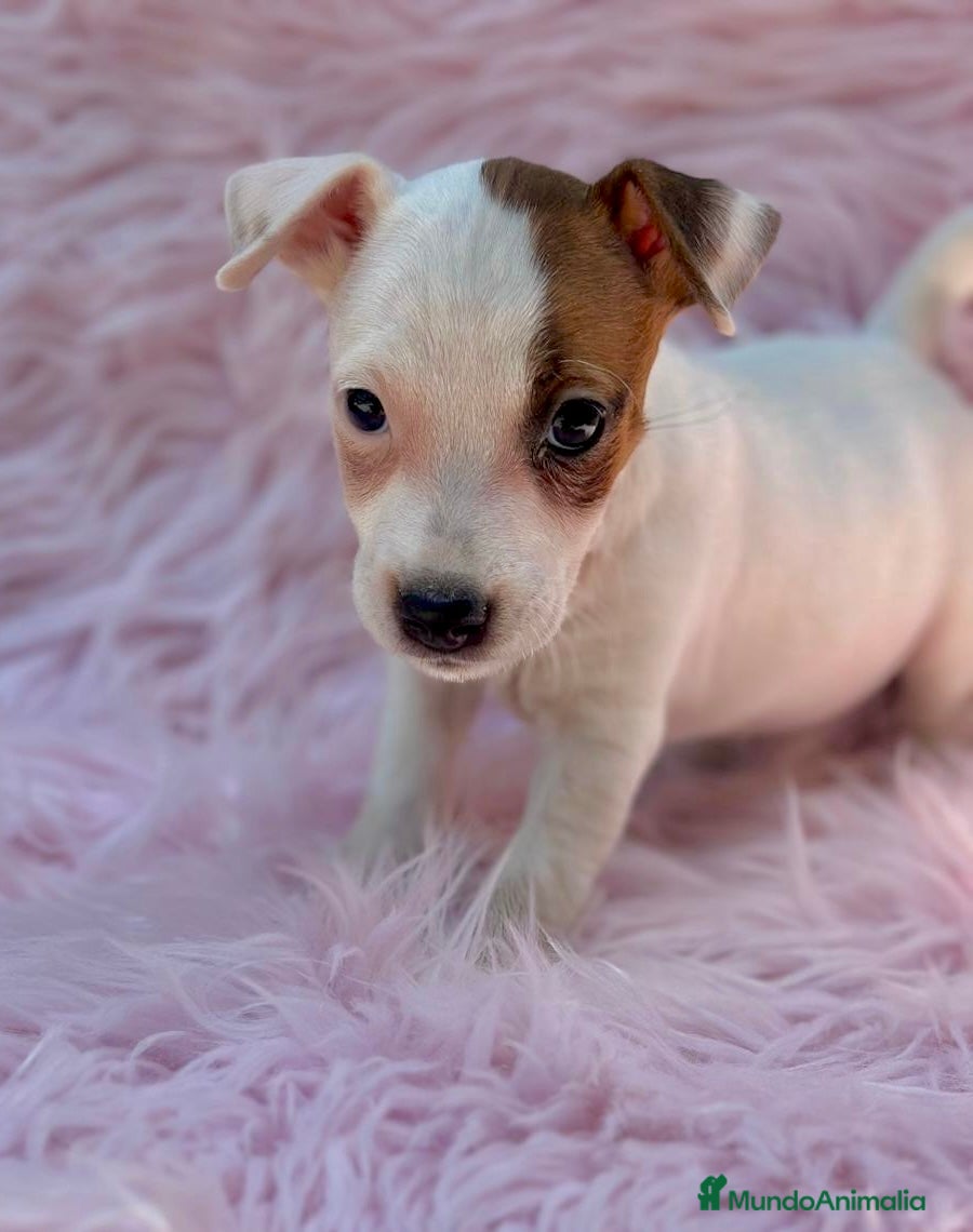 Jack Russell Terrier perros Jack russel hembra  - Anuncio 14