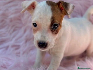 Jack Russell Terrier perros - Anuncio 21