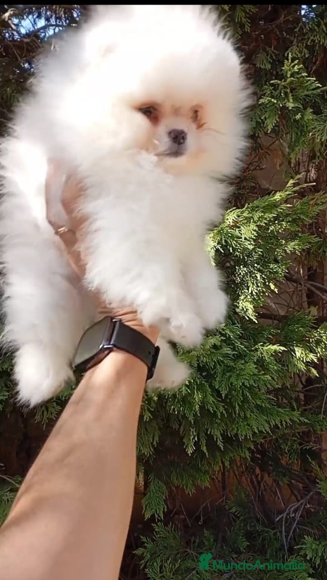 Pomerania perros en venta: Pomerania Toy cara de osito   - Anuncio 1