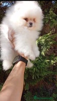 Pomerania perros - Anuncio 6