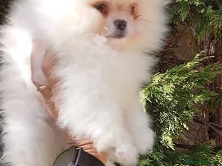 Pomerania perros - Anuncio 3