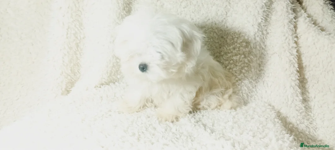 Bichón Maltés perros en venta: ‼️‼️PRECIOSA CAMADA DE BICHÓN MALTES COREANO TOY - Anuncio 3