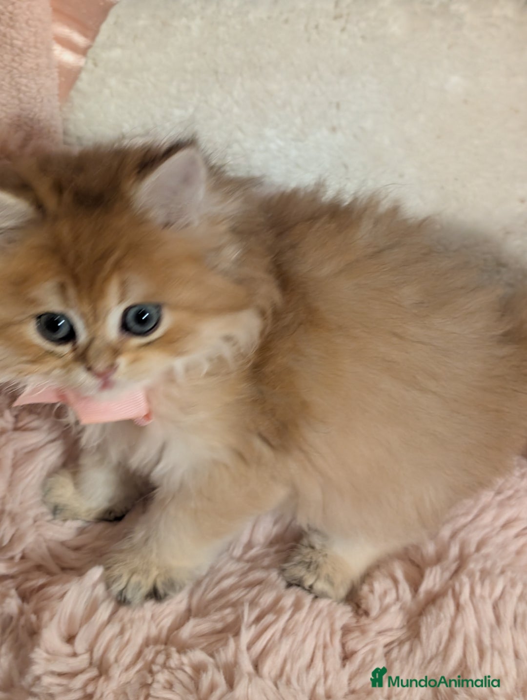 Británico de Pelo Largo gatos en venta:  2gatitos color exclusivo british golden longhair  - Anuncio 21