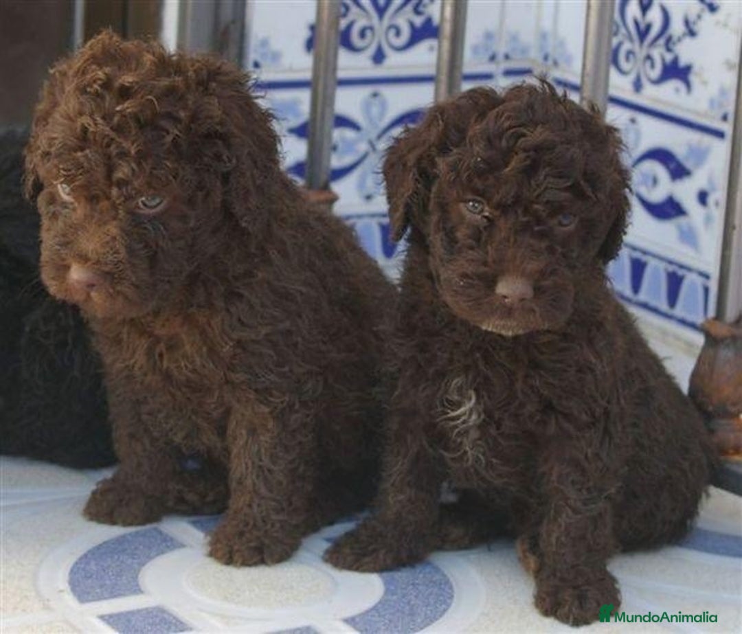 Perro de Agua Español perros en venta: PERRO DE AGUA PRECIOSOS 🐶 - Anuncio 1