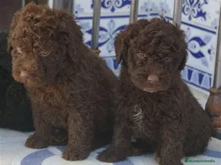 Perro de Agua Español perros PERRO DE AGUA PRECIOSOS 🐶 - Anuncio 6