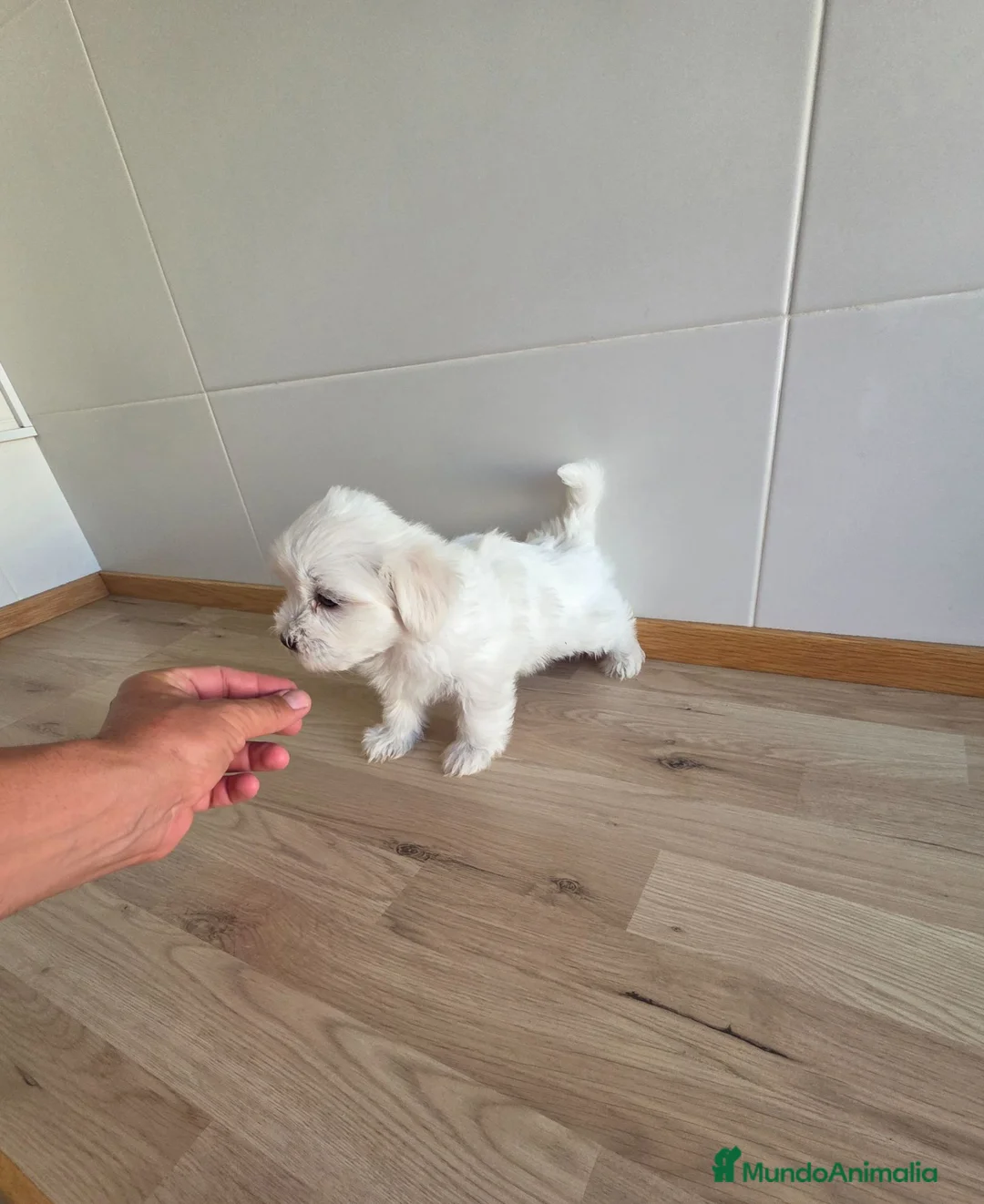 Bichón Maltés perros en venta: DISPONIBLE BICHON MARTES MACHO  - Anuncio 2