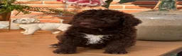 Perro de Agua Español perros en venta: Perros de agua chocolate  - Anuncio 2