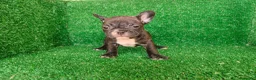 Bulldog Francés perros en venta: Bulldog francés  - Anuncio 6